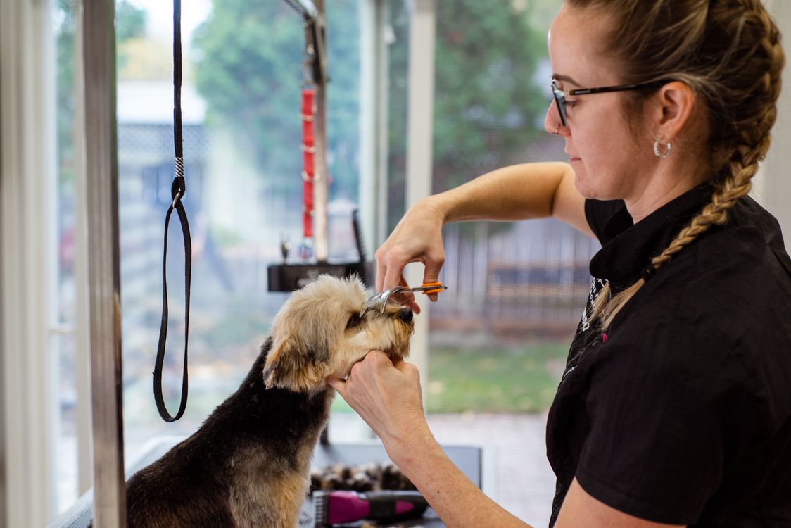 A dog enjoying a gentle moment of care