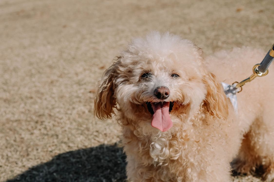 A happy dog ready for a little extra care