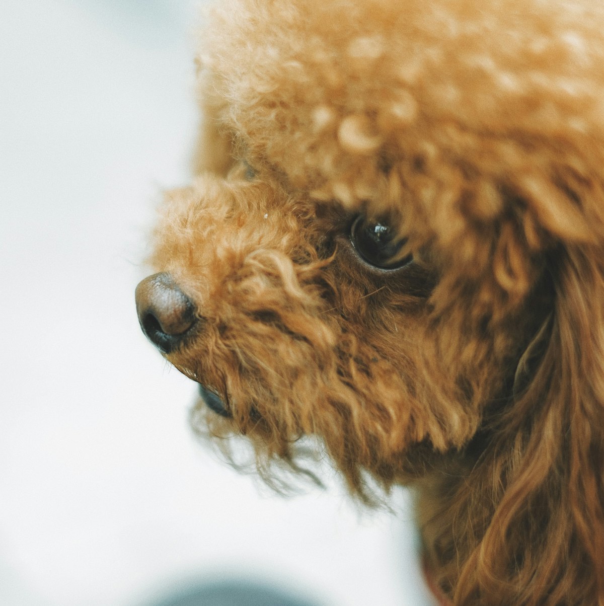 Portrait of an apricot poodle with a beautifully soft coat
